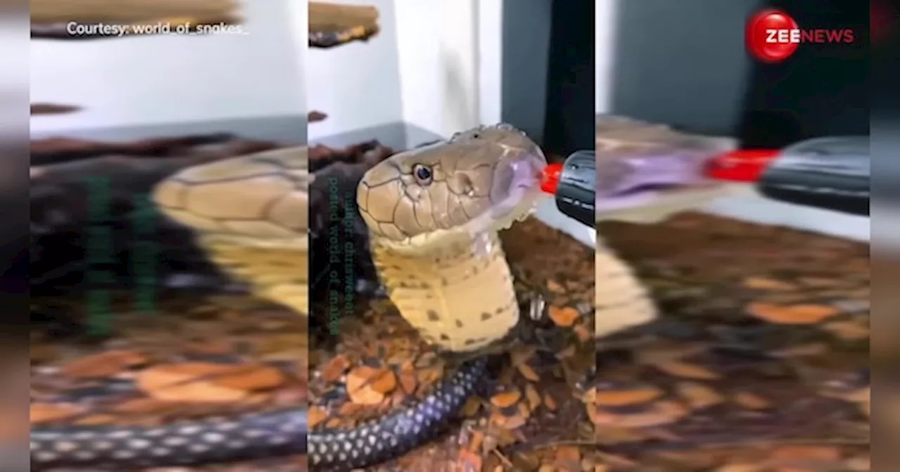 तेज गर्मी में King Cobra को लगी प्यास तो पीने लगा पानी, सांप को ऐसे पानी पीता देख लोगों के उड़ गए होश!