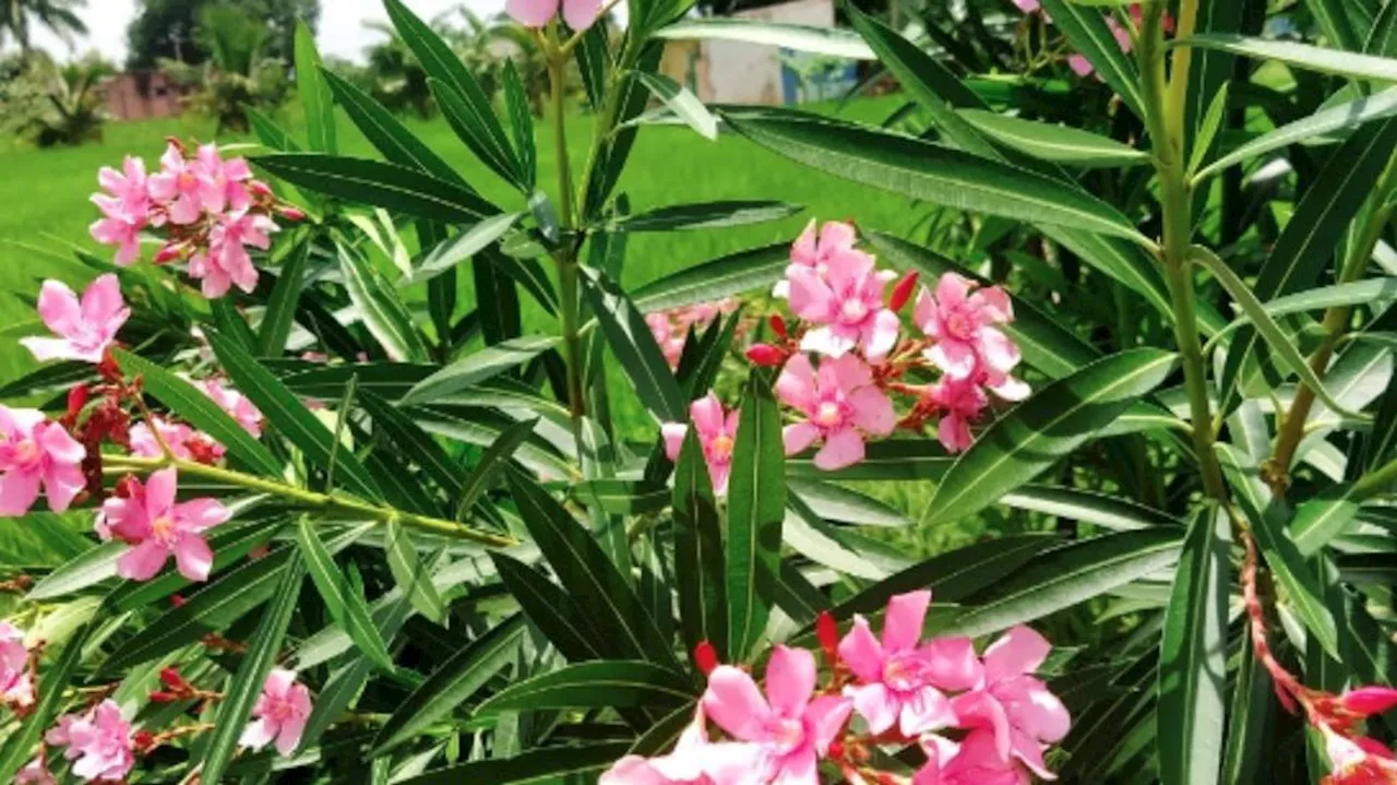 Nerium oleander: പൂജക്കെടുക്കുന്ന സാത്വിക പുഷ്പം; നിവേദ്യത്തിൽ നിന്ന് അരളിപ്പൂ ഒഴിവാക്കിയത് എന്തുകൊണ്ട്?