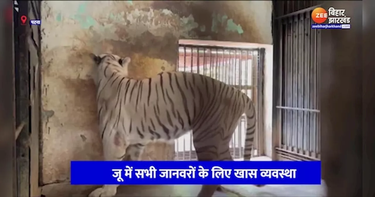 Patna Zoo Video: कूलर-पंखे में आराम फरमाती दिखी भवानी बाघिन, देखें वीडियो