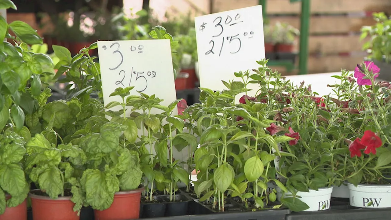 Flower City Days at the Market returns with gardening essentials and advice