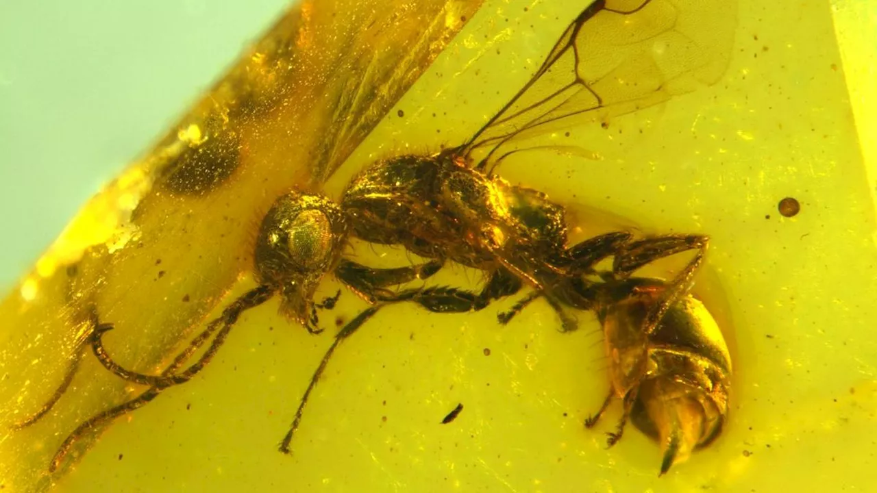 Insektenforscher entdecken längst ausgestorbene Wespe