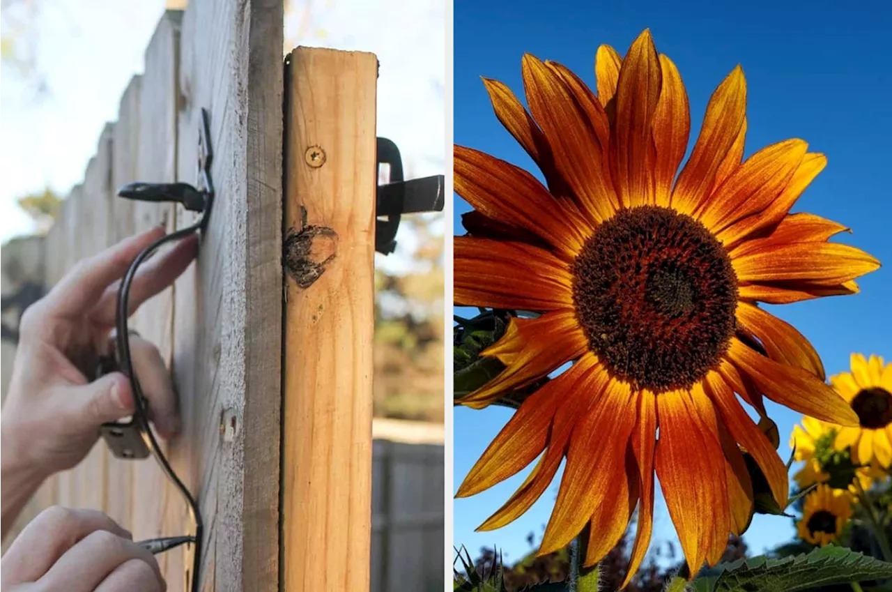 51 Easy Ways To Help Make Your Backyard The Best On The Block