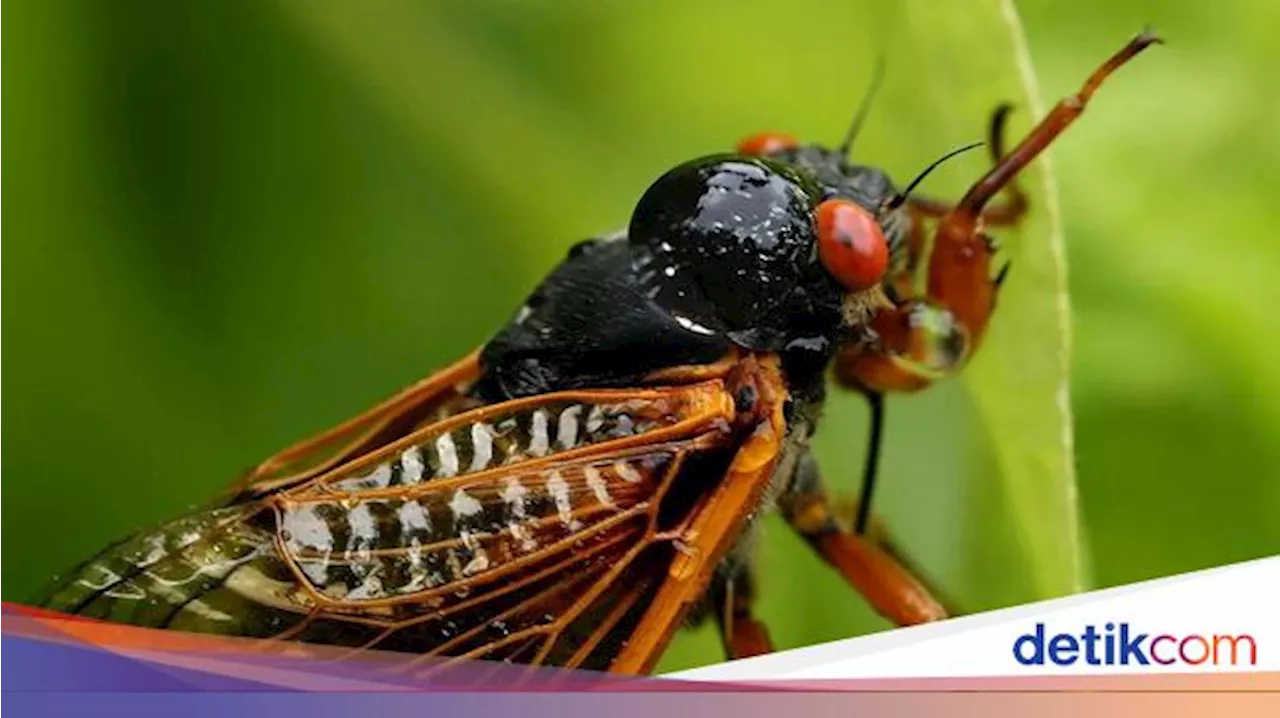 Serangga Ini Cuma Muncul Tiap 13 atau 17 Tahun Sekali, Apa Alasannya?