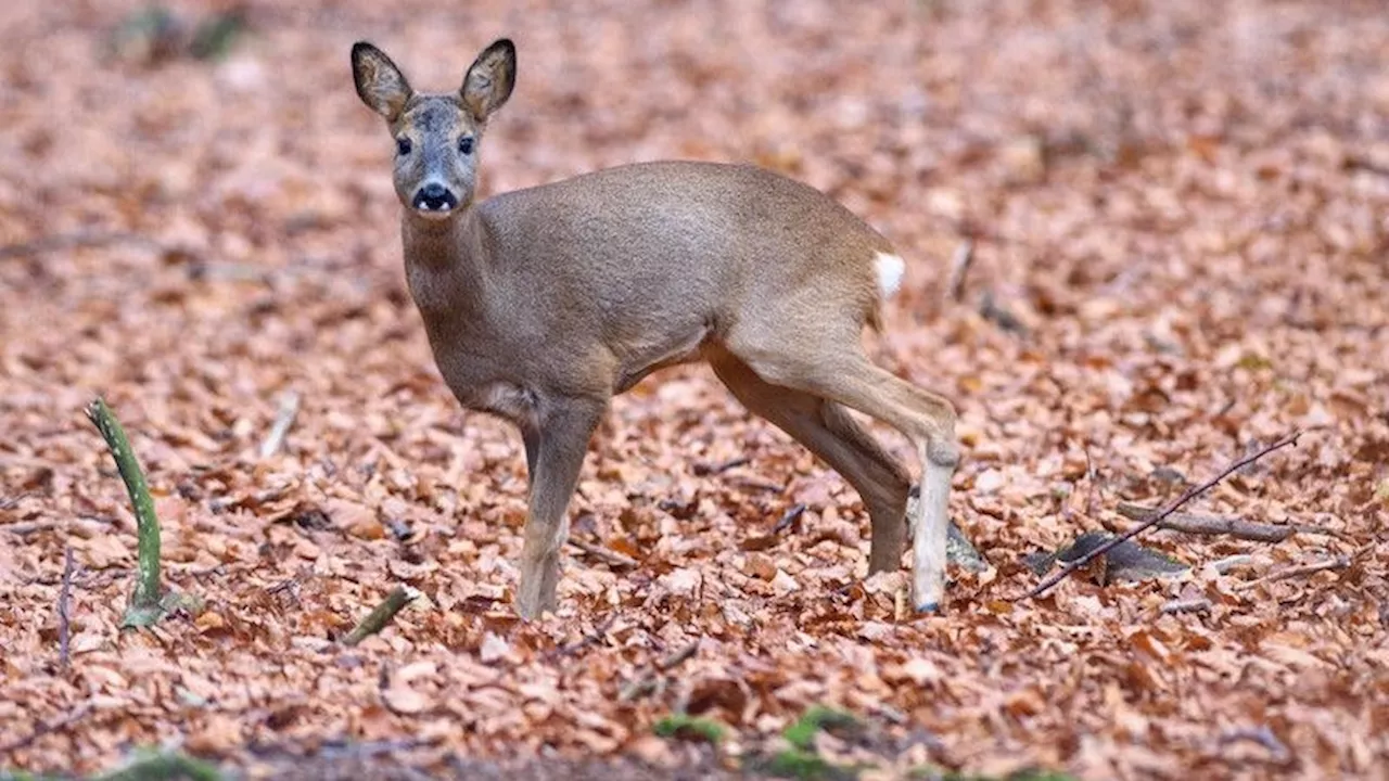 Wildtiere in Not müssen jetzt zum Wildtierservice