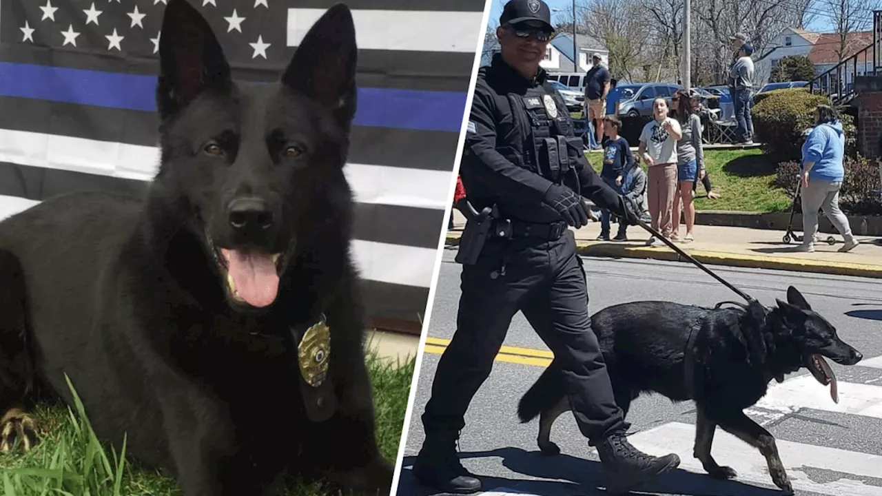 Cranston Police Department mourns sudden loss of K9 Zeus