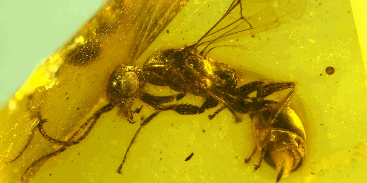 Insektenforscher entdecken längst ausgestorbene Wespe