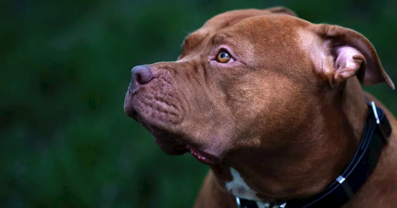 Dogs seized after police raid on suspected illegal XL bully farm