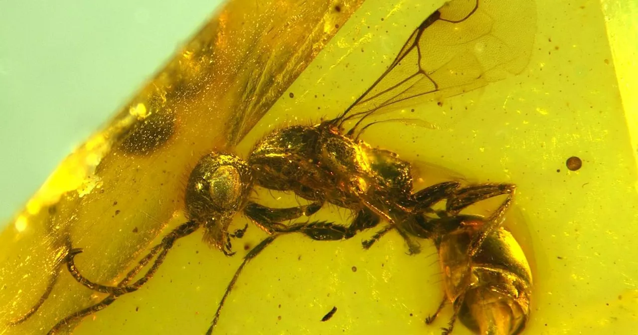 Insektenforscher entdecken längst ausgestorbene Wespe