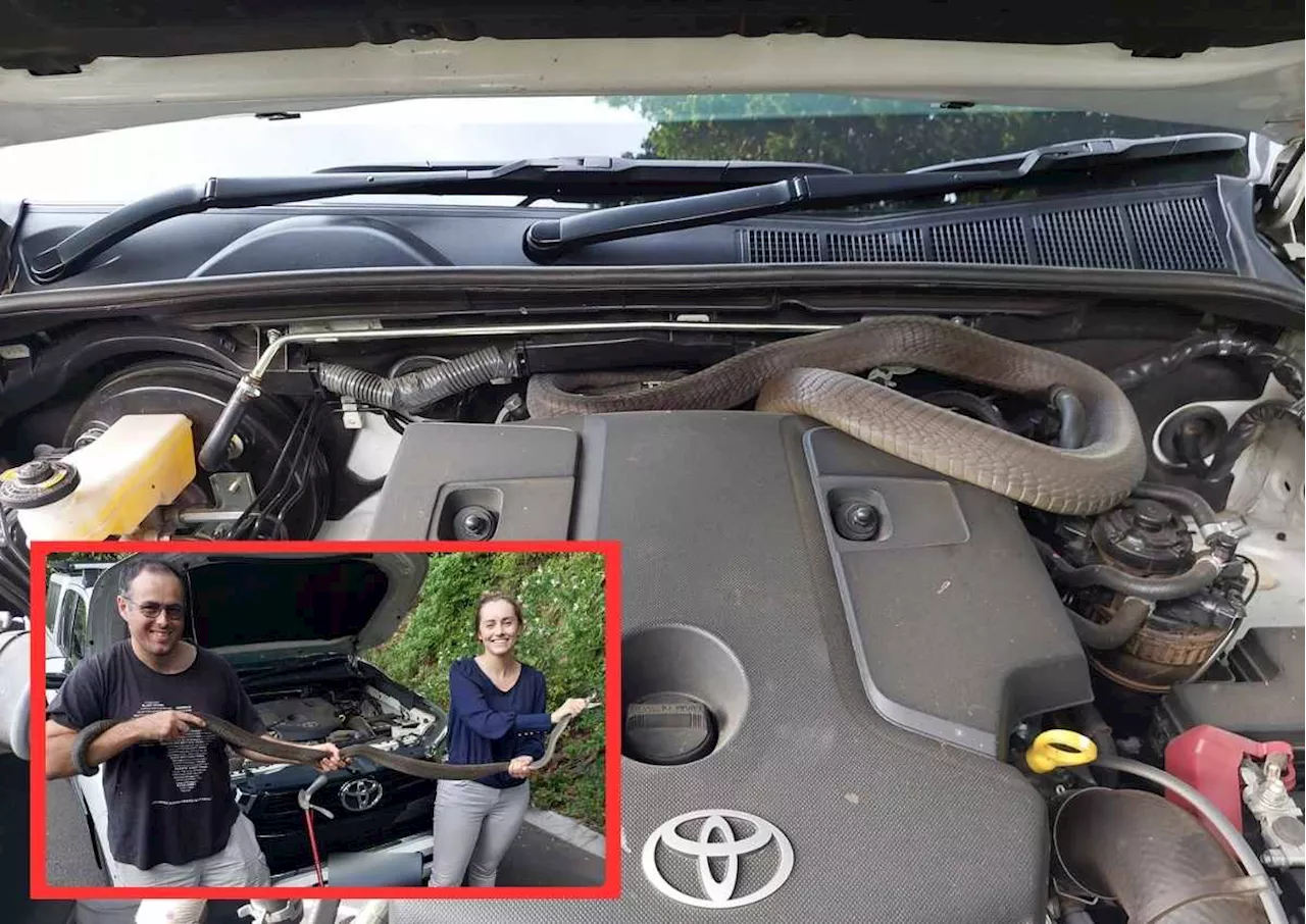 MASSIVE black mamba found under the bonnet of a Toyota Hilux