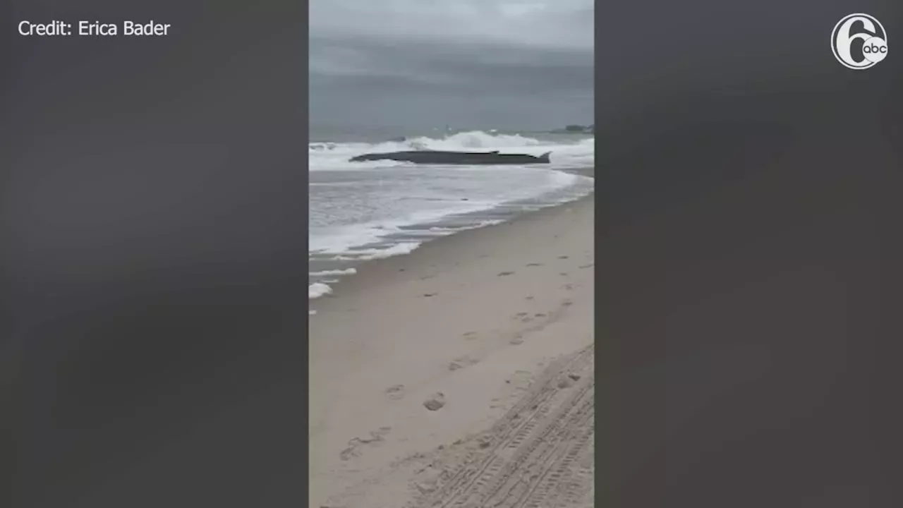 Marine Education: Beached whale spotted on camera at Delaware shore