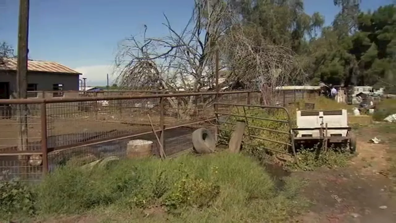 CA man arrested after hundreds of dead animals found at home, also charged with child neglect