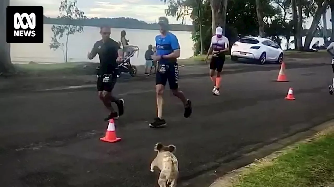 Koala surprises competitors in Ironman Australia triathlon at Port Macquarie