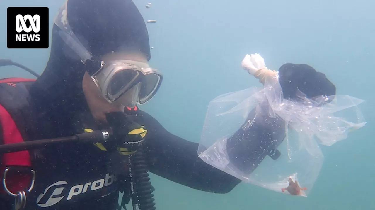 Rare red handfish returned to Tasmanian wild after riding out marine heatwave in tank