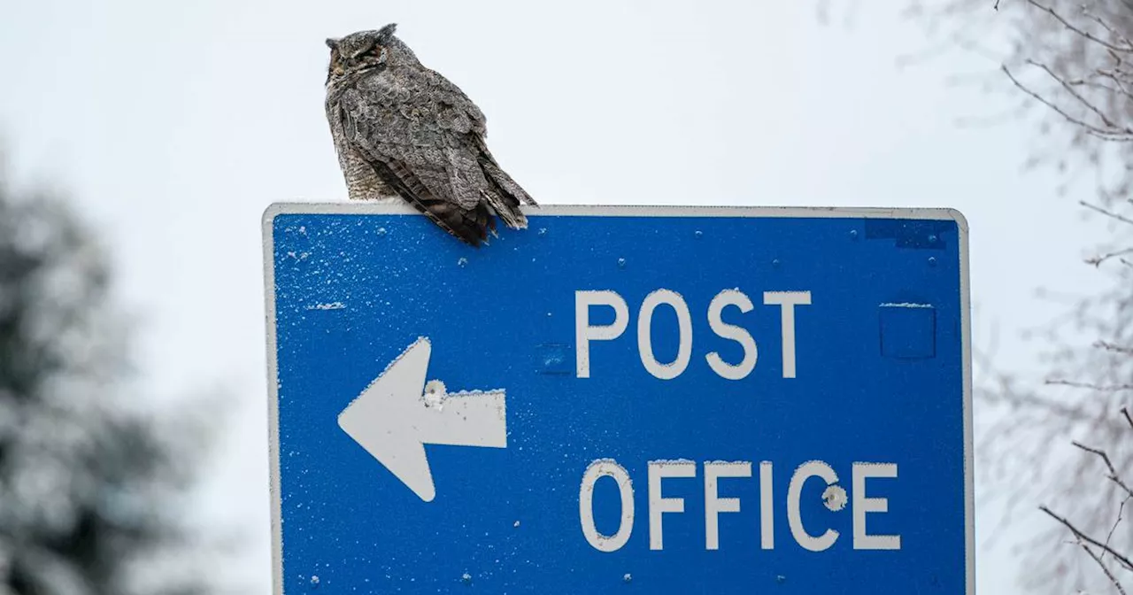 Fear not, our feathered friends: Spring is on the horizon