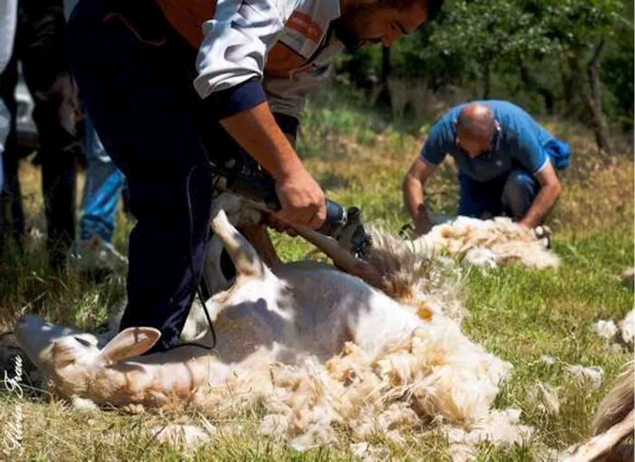 'La mia vita da casaro, per salvare la pastorizia serve un equo compenso'