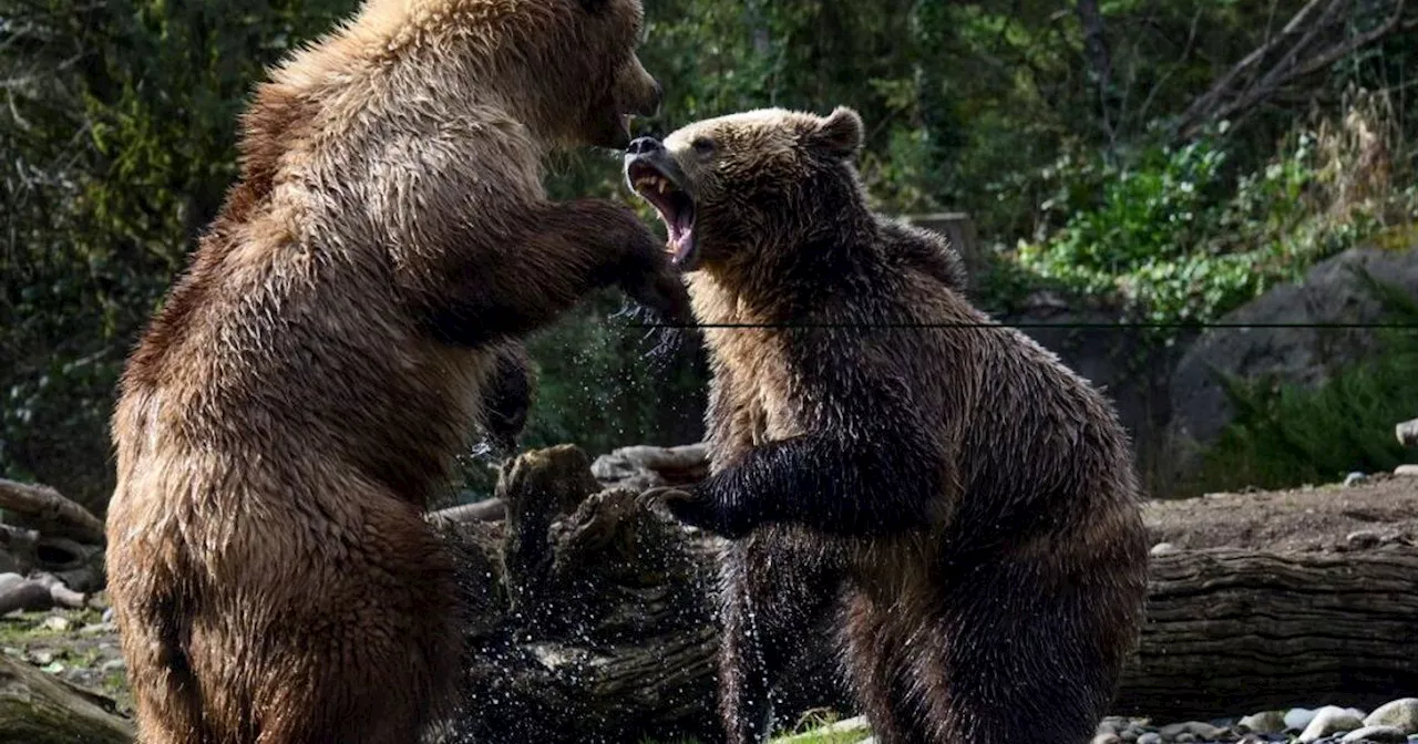 L'orso bruno marsicano rischia l'estinzione, parte la campagna Wwf