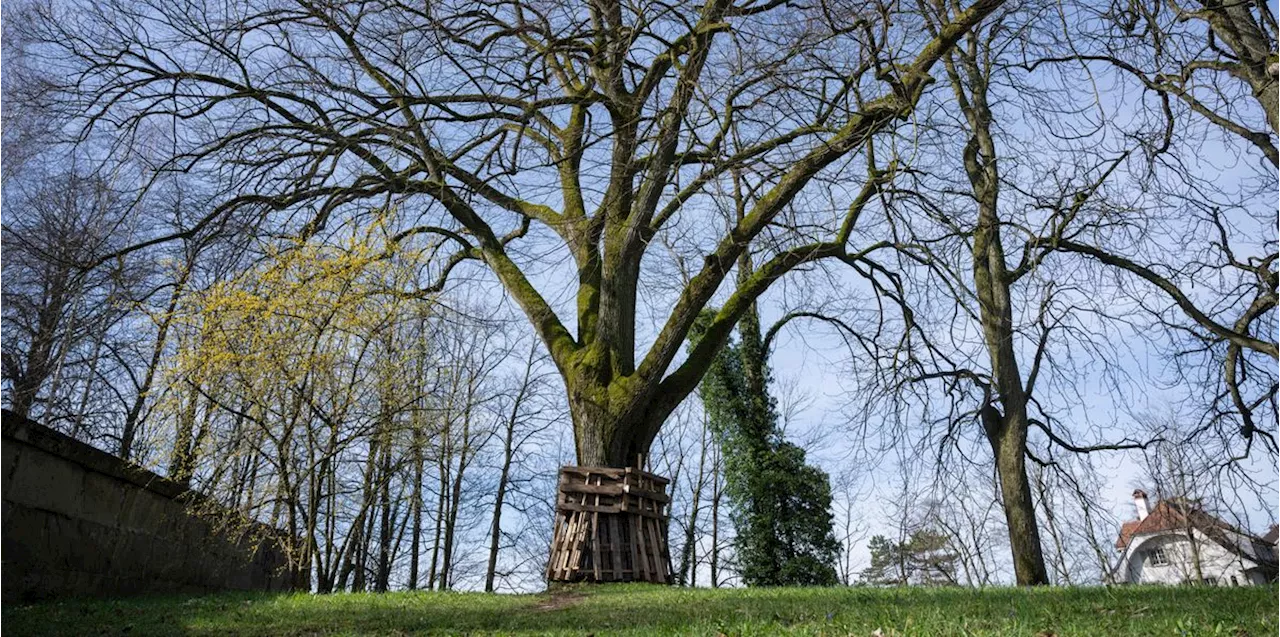 Angesägte Linde im Rosengarten Bern: Polizei fasst Vandalen