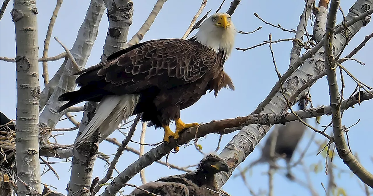 Breathtaking photos show Toronto's famous bald eagle with adorable new babies