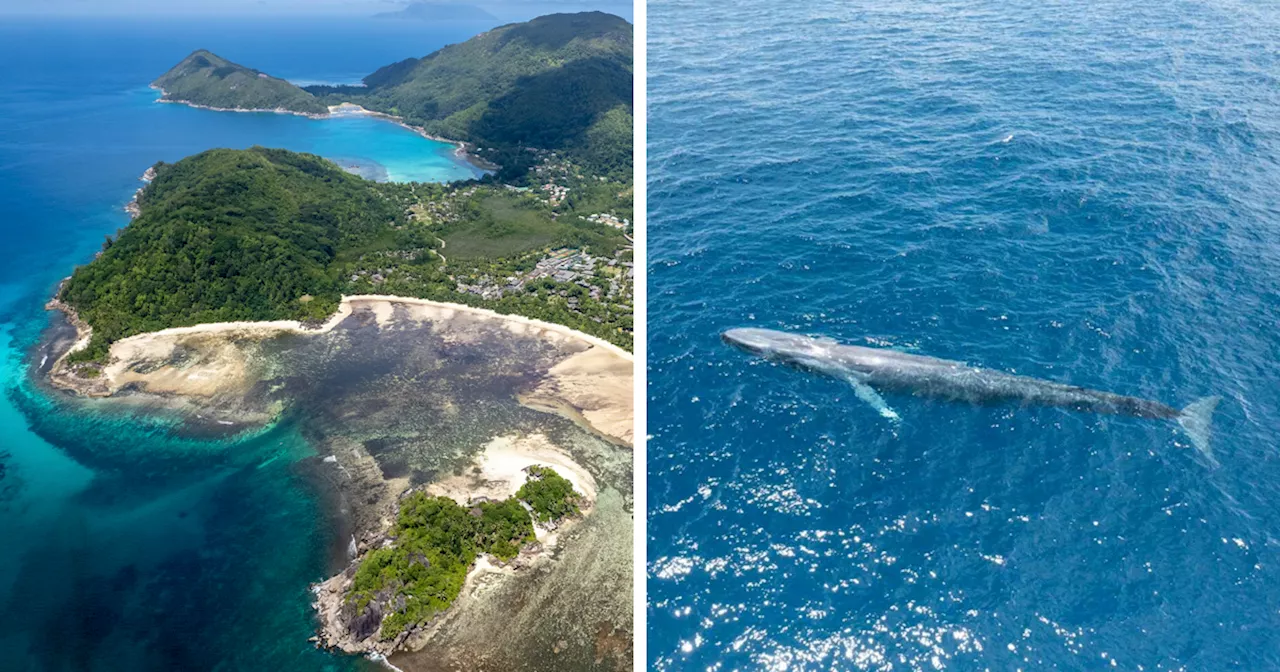 Blue Whales Returned To Seychelles: Scientists Recorded 23 Species During Their Surveys