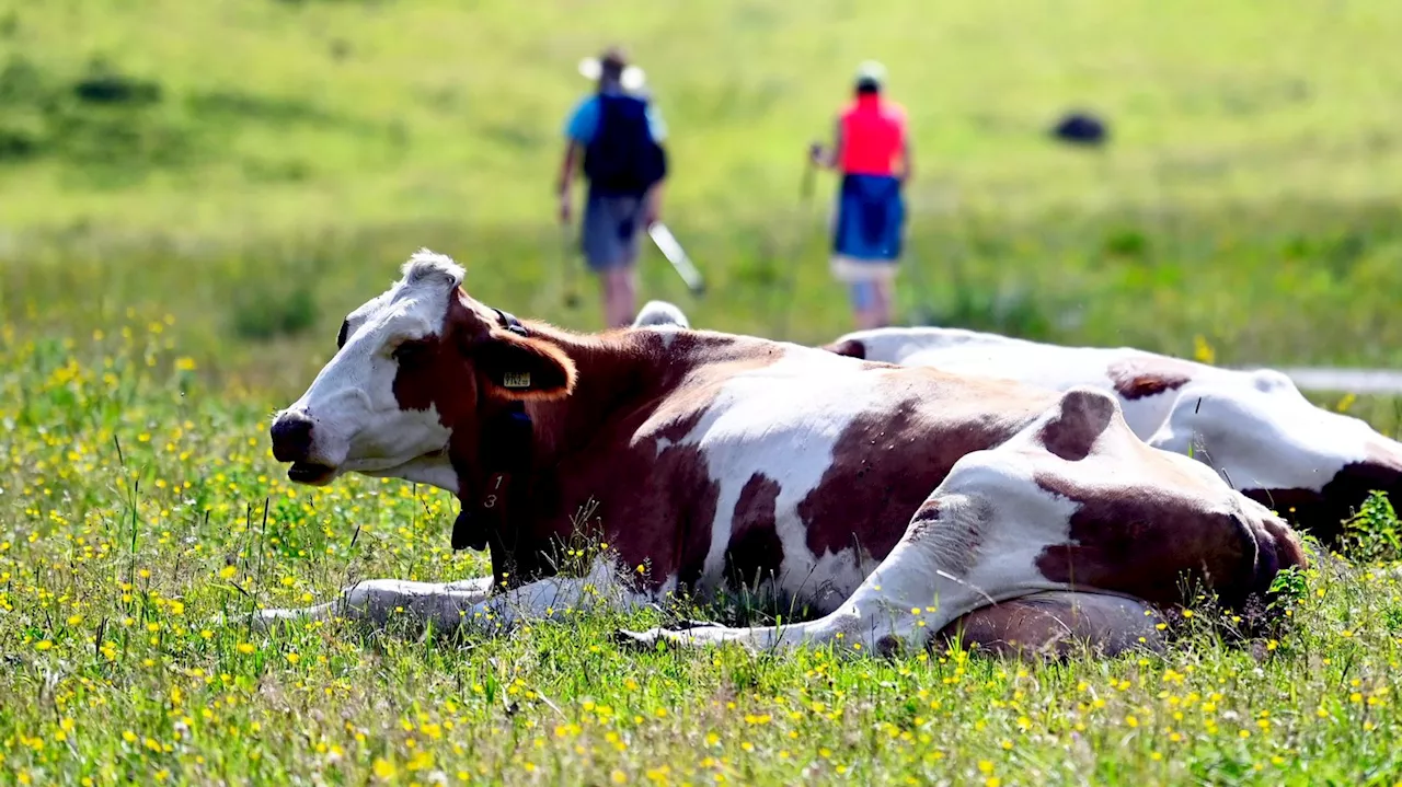 Kühe auf der Alm: So verhalten Wanderer sich richtig