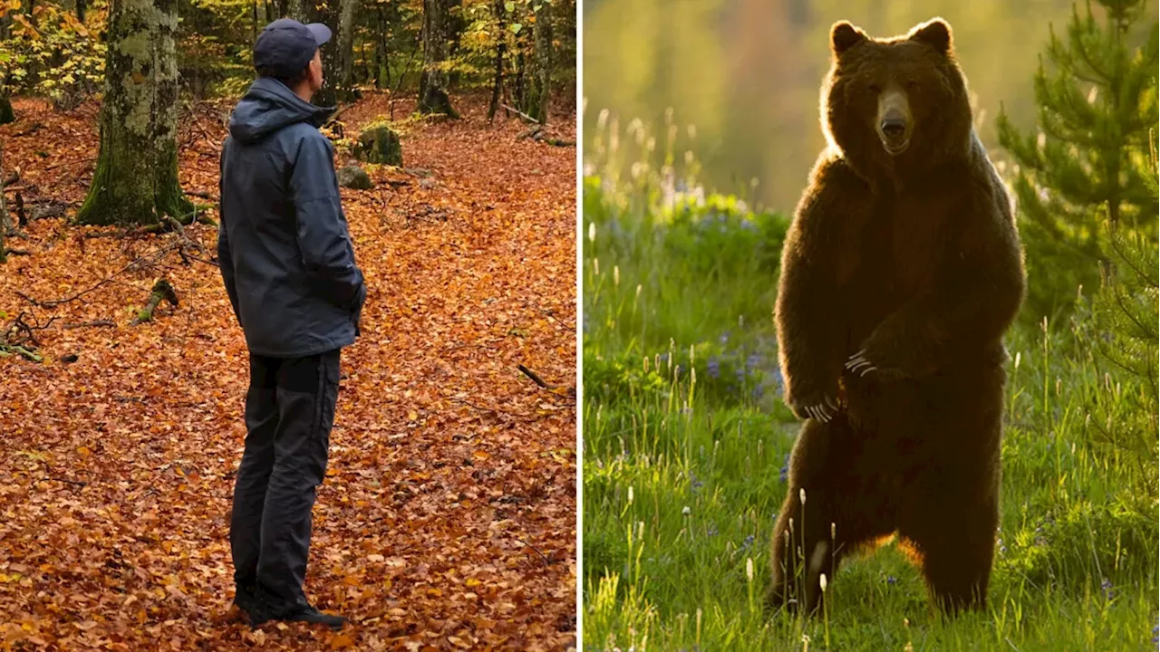 ¿Quedarse sola con un hombre o con un oso? Una pregunta viral generó respuestas aterradoras