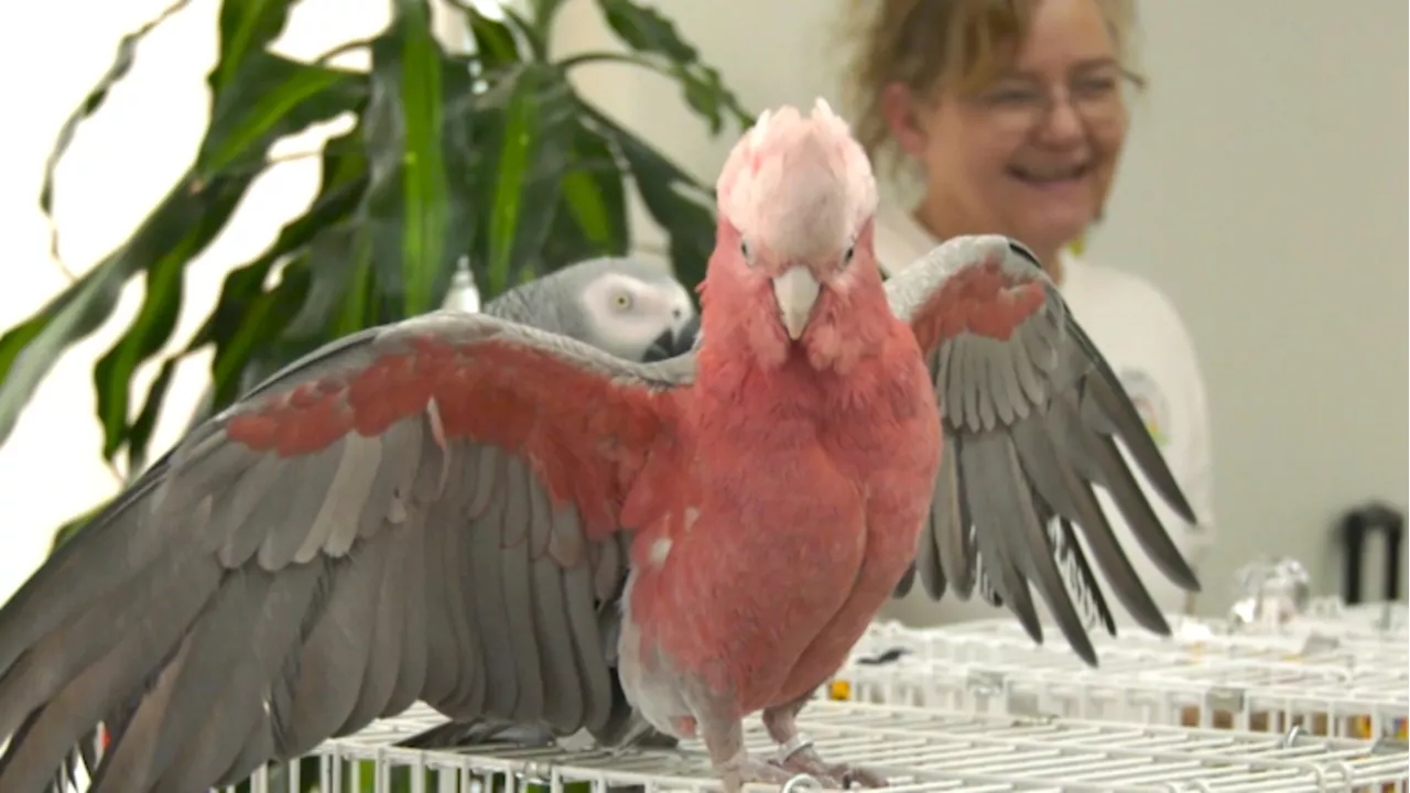 'A unique experience': Calgary Parrot Club brings tropical birds to Airdrie continuing care home