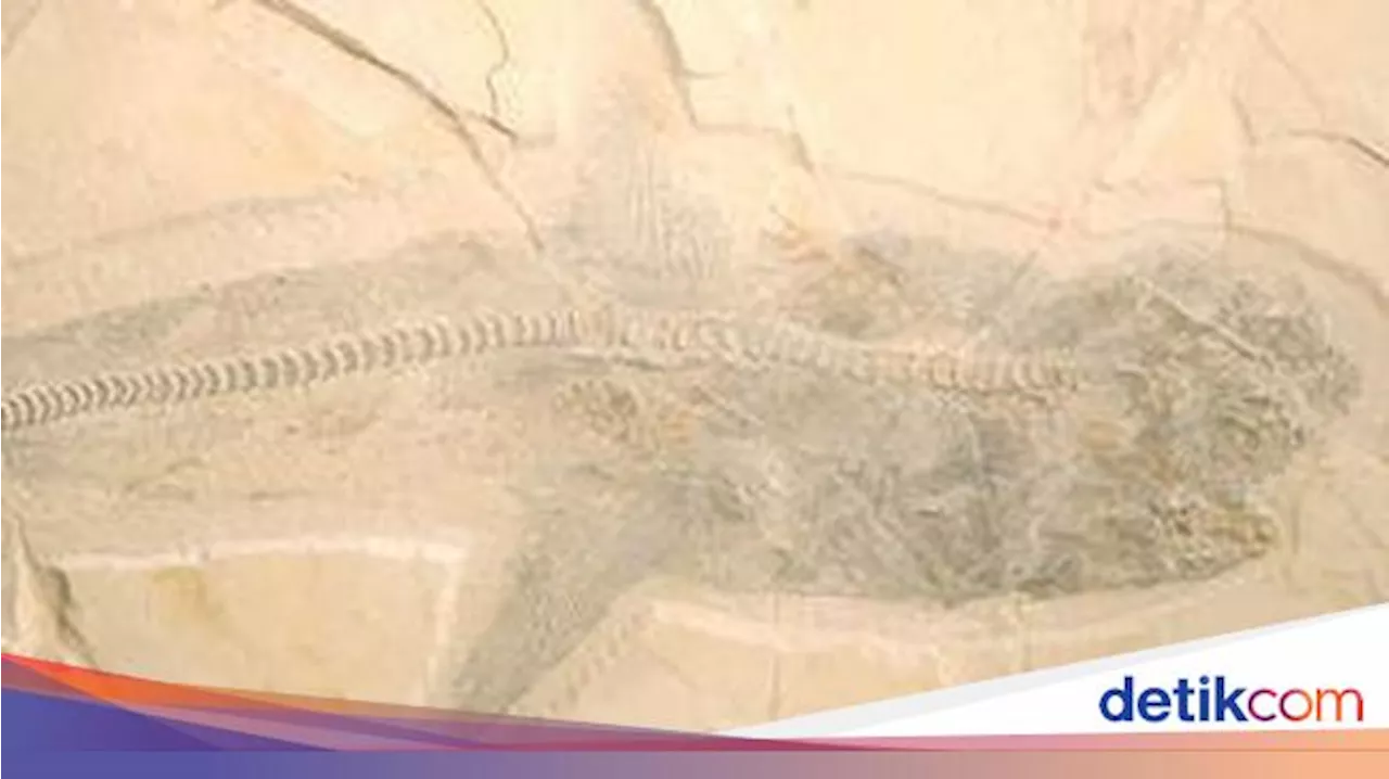 Fosil Hiu Putih Raksasa Zaman Dinosaurus Ditemukan di Meksiko, Tingginya 10 Meter