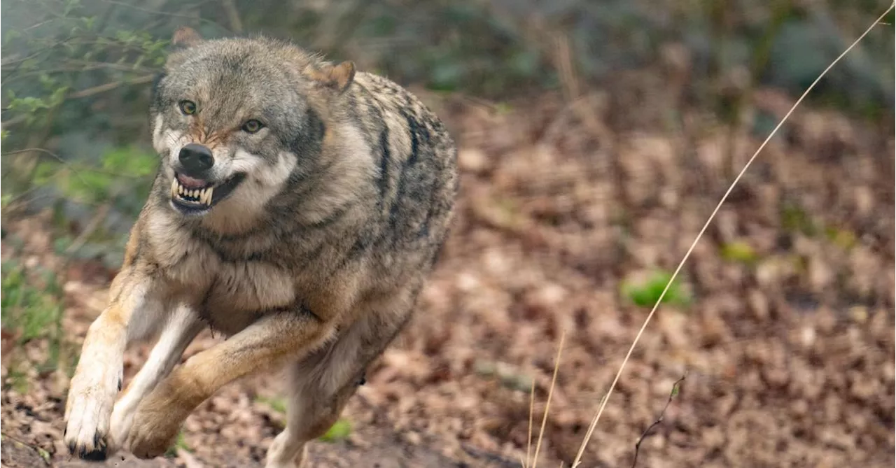 Wolfsabschuss-Prämie: Bürgermeister aus Kärnten in Wien vor Gericht