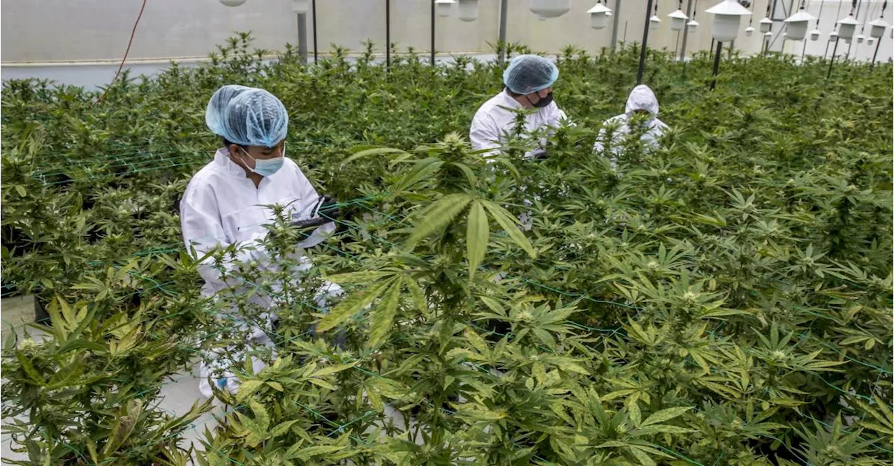 Gobierno invertirá $5.000 millones para el desarrollo industrial del cannabis y el cáñamo en Colombia