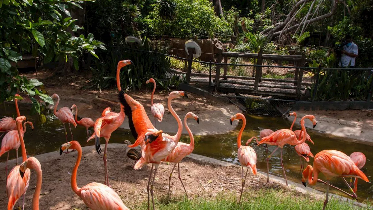 La alerta del Zoológico de Barranquilla por proyecto de Ley en Congreso: ¿por qué se opone?