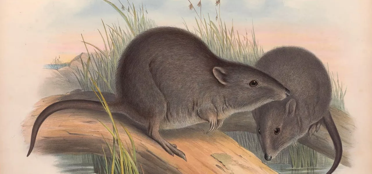 Meet The 3 Rarest Marsupials In The World—Presumed Extinct, Then Miraculously Rediscovered