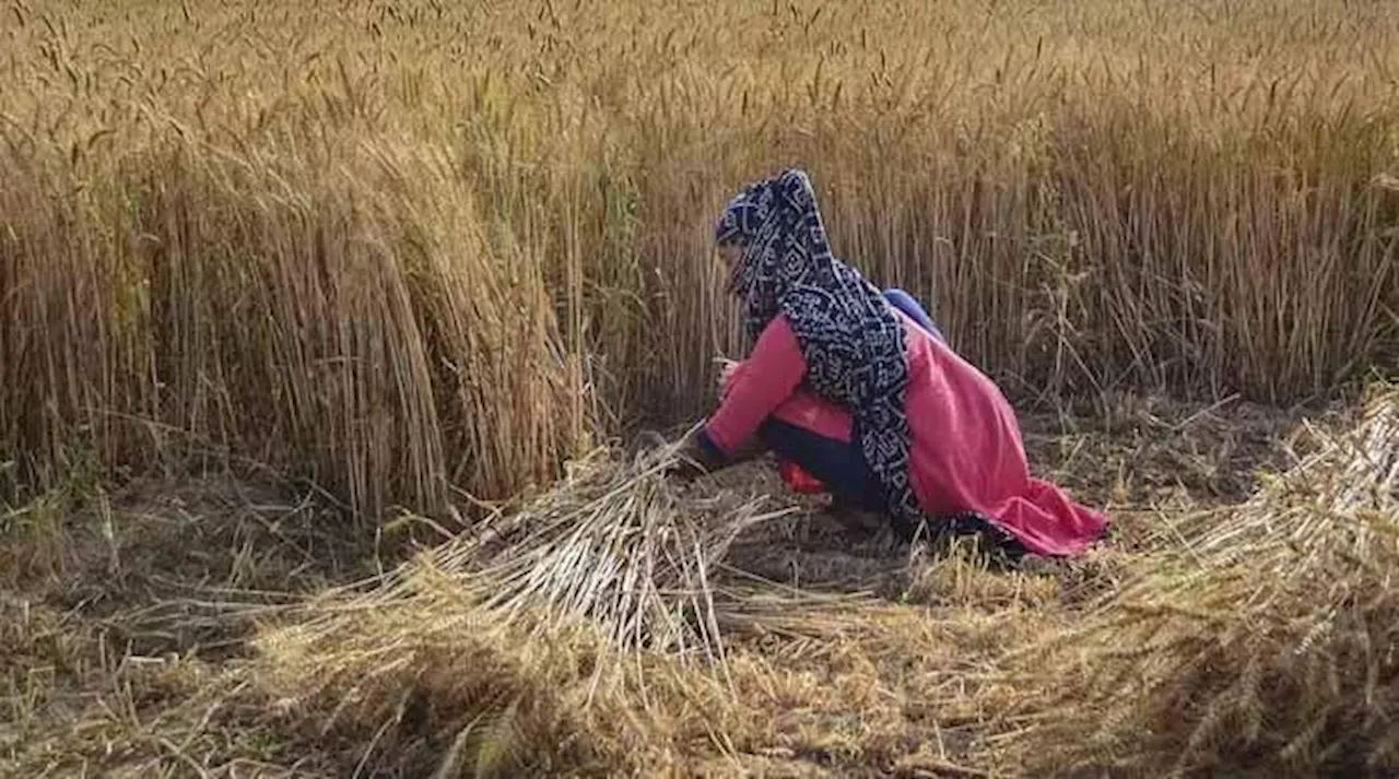 پاکستان میں رواں برس مجموعی کھپت سے 18 لاکھ ٹن زیادہ گندم پیدا ہوگی: ذرائع محکمہ خوراک