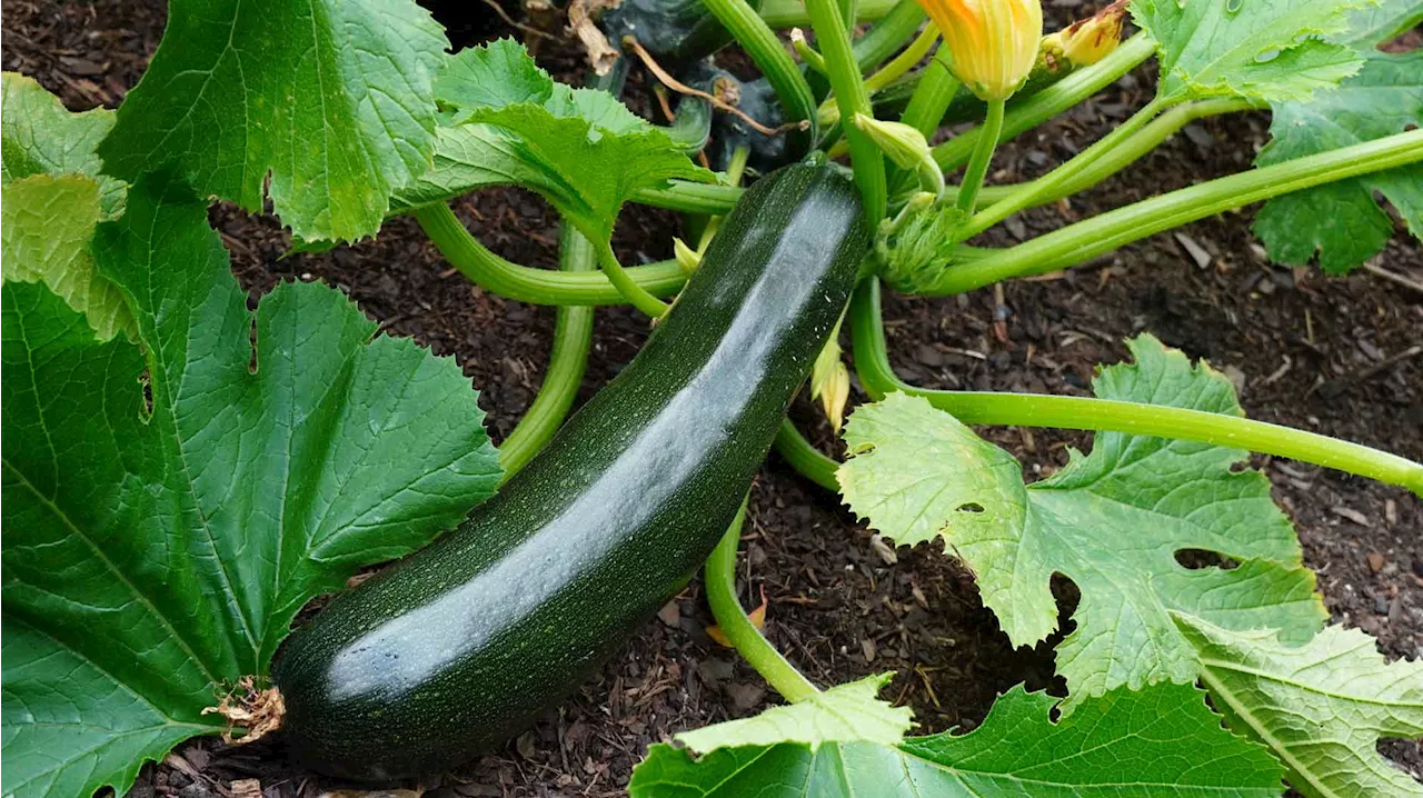 Zucchini pflanzen: Diese Tricks sorgen für das beste Wachstum