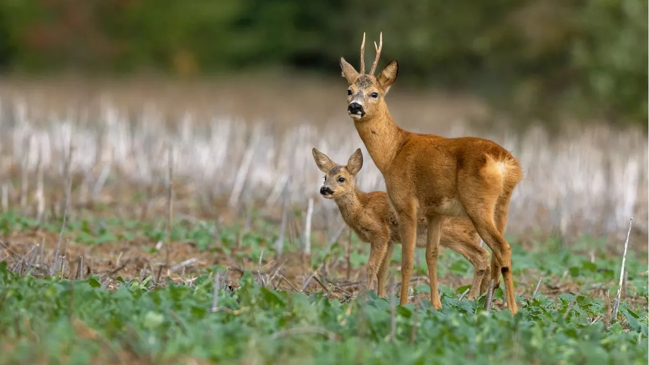 Auch in Europa läuft ansteckendes Zombie-Wild herum