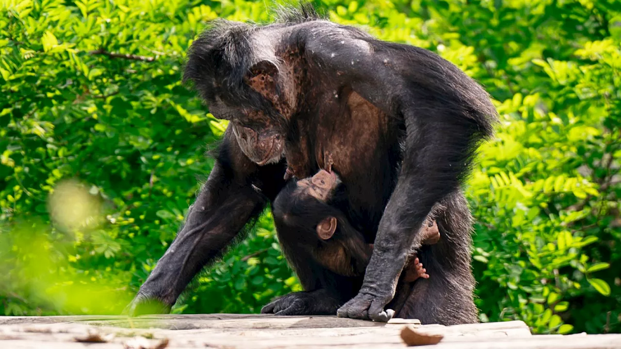 Grande festa al Safari Ravenna: è nato Tom, il primo cucciolo di scimpanzé