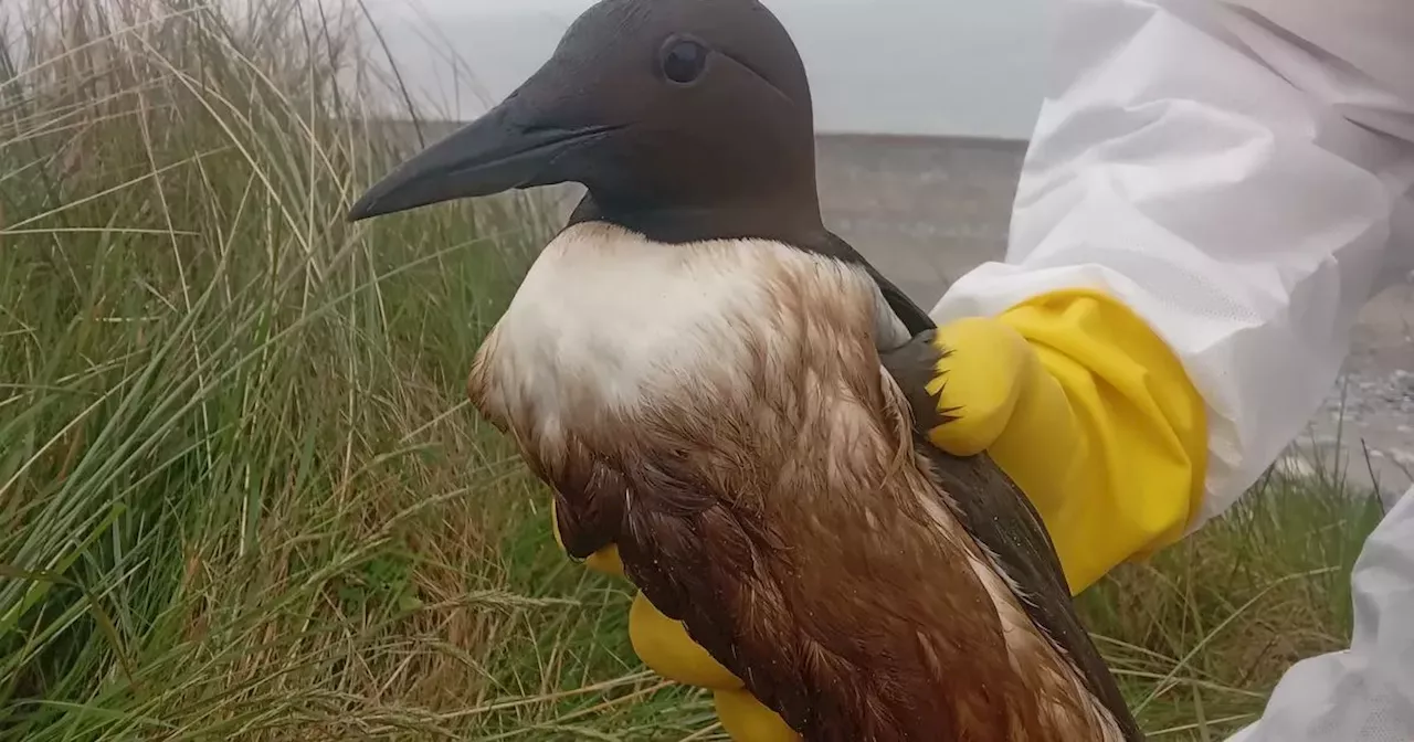 Pollution source leaving seabirds 'oiled' on Irish coast remains a mystery