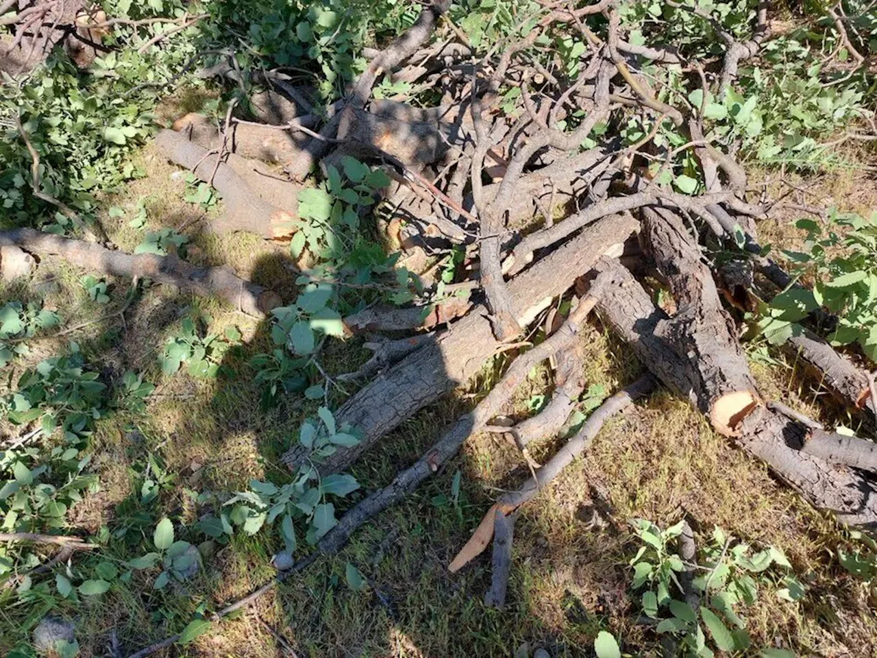نقدی بر حصار کشی و اسباب‌کشی درختان از پارک‌ها