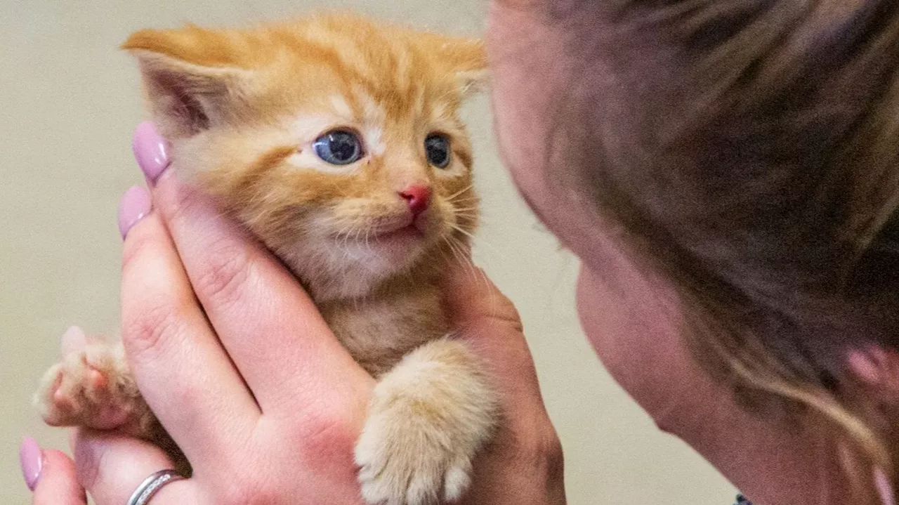 RSPCA urges owners to get cats neutered as it braces for influx of kittens