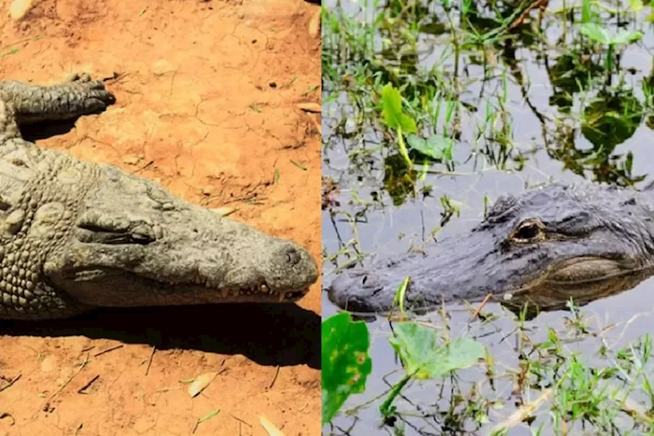 Sekilas Mirip, Ini 5 Perbedaan Buaya dan Aligator, Dapat Mudah Dikenali dari Bentuk Rahang dan Gigi