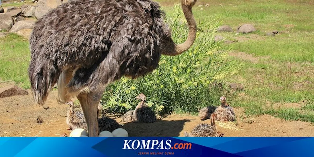 Burung Unta Punya Mata Terbesar di Antara Semua Hewan Darat