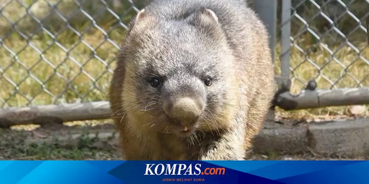 Inilah Wombat Tertua di Dunia, Usianya 35 Tahun