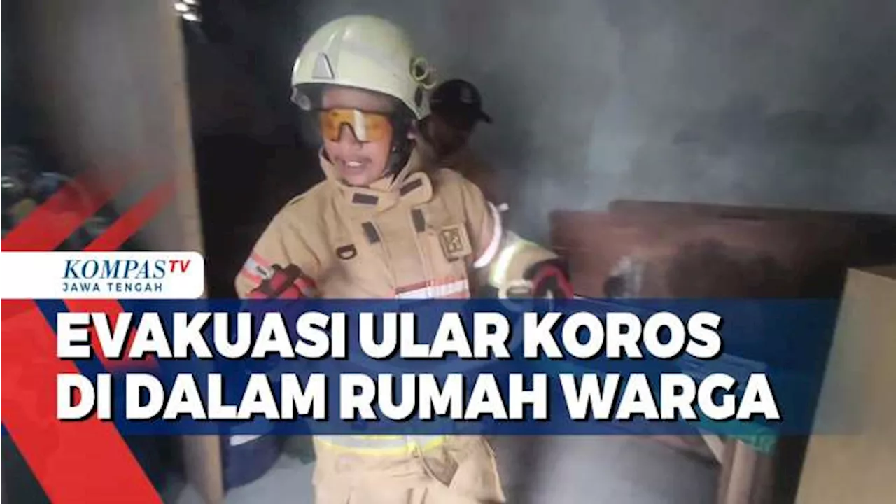 Evakuasi Ular Koros di Dalam Rumah Warga