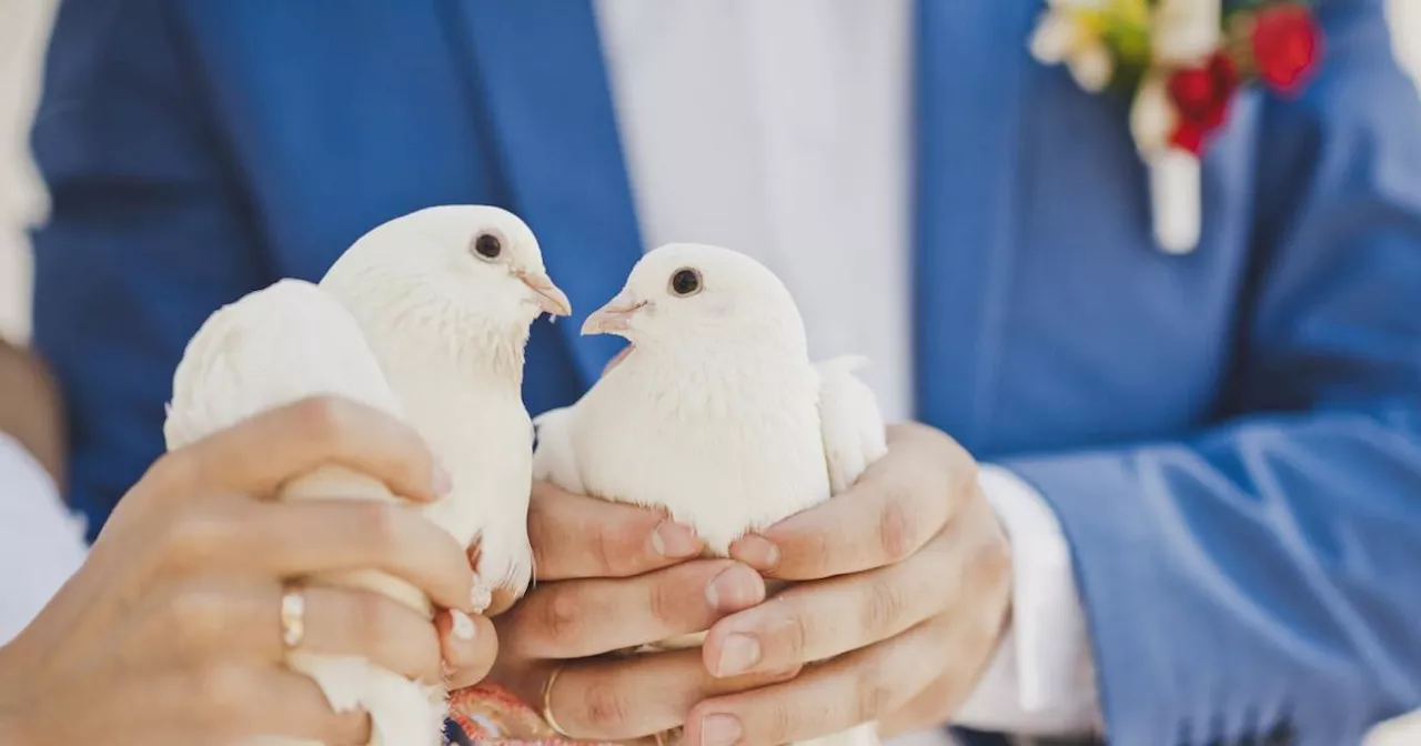 Hochzeitstauben: Warum so viele weiße Tauben auf der Strecke bleiben