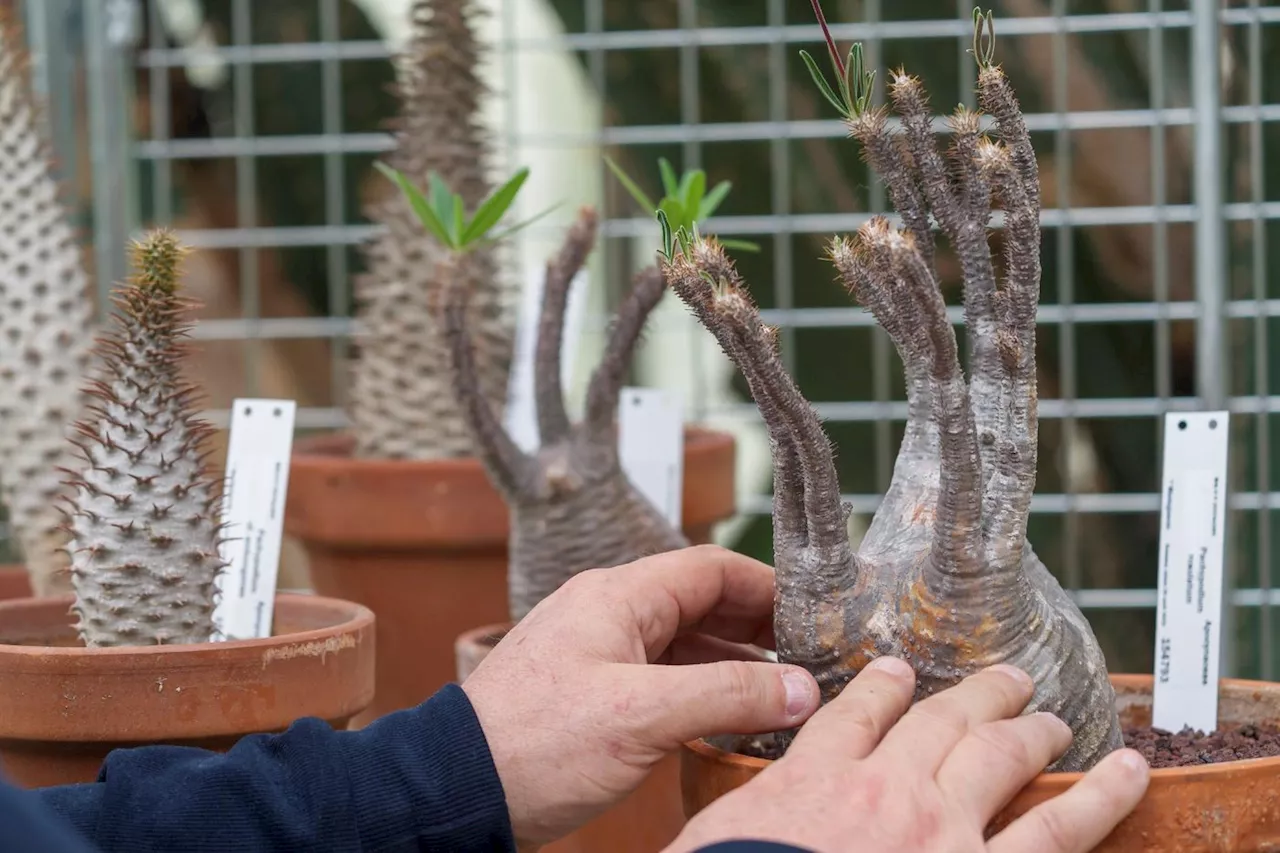 Des plantes rares saisies, désormais abritées dans un jardin botanique