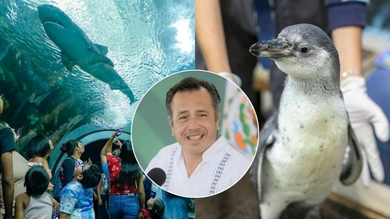 Acuario de Veracruz, ¿qué pasó con los animales desaparecidos?: Esto dijo Cuitláhuac García