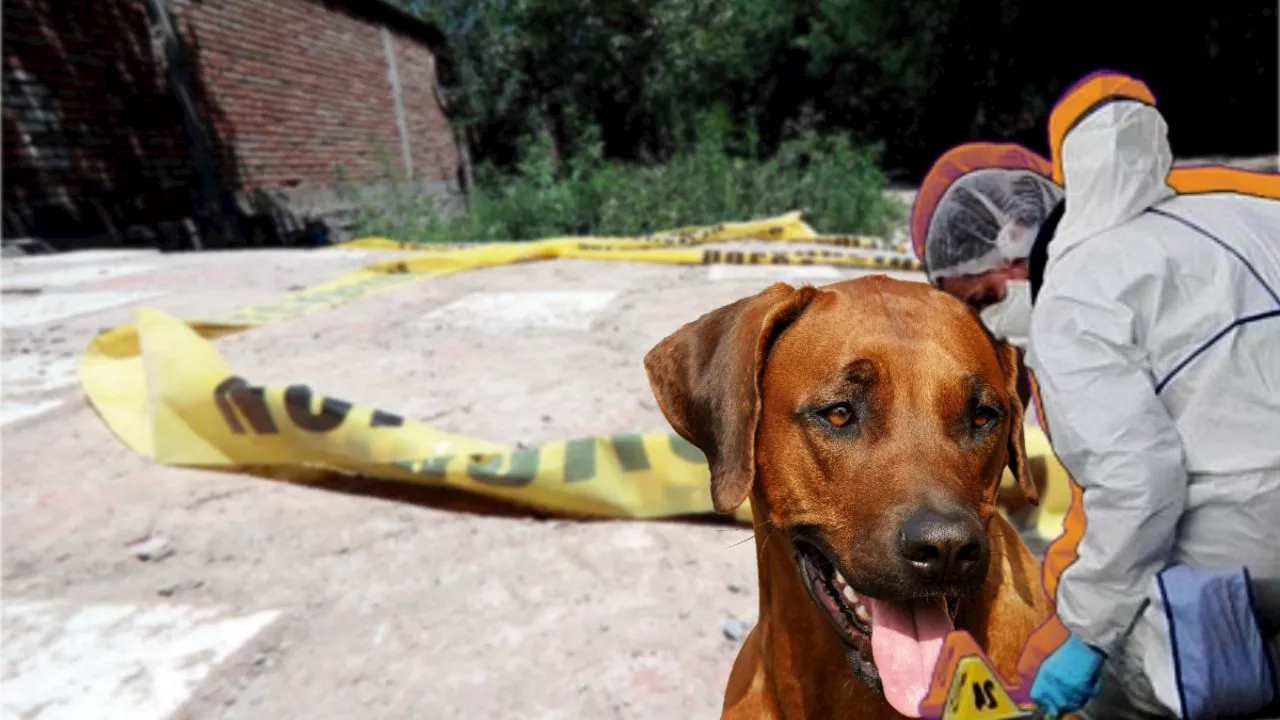 Hallan a perros devorando cadáver en Hidalgo; esto se sabe