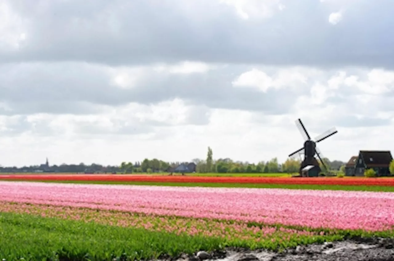 Climate change, Brexit threaten to wilt Dutch tulips