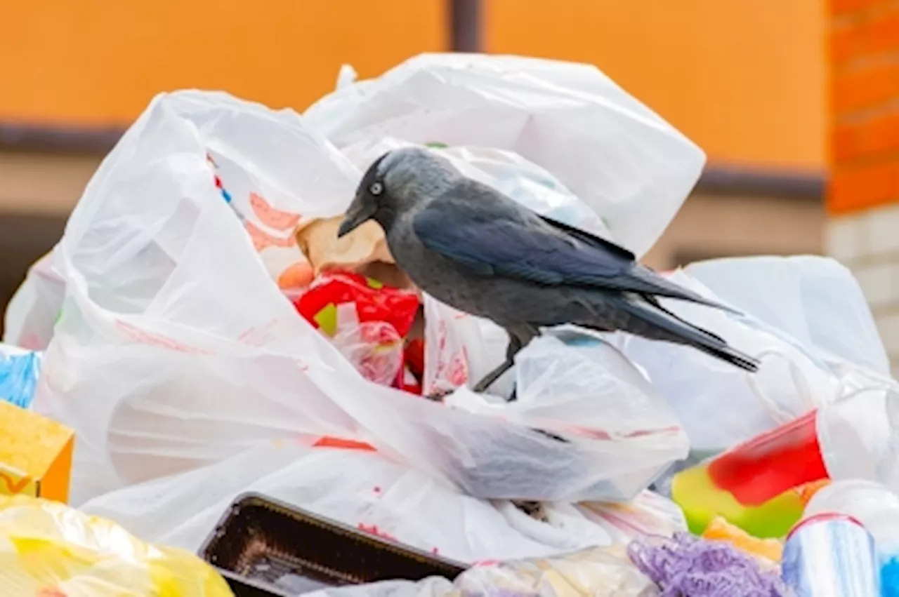 Crows are being driven off the streets of Tokyo by their own cries (VIDEO)