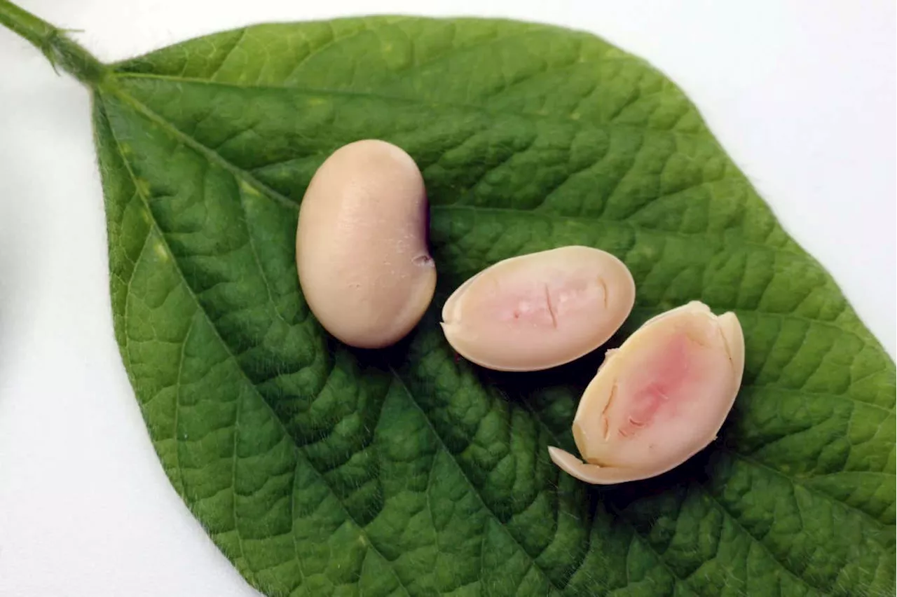 Soya beans made more meat-like by adding genes for pig proteins