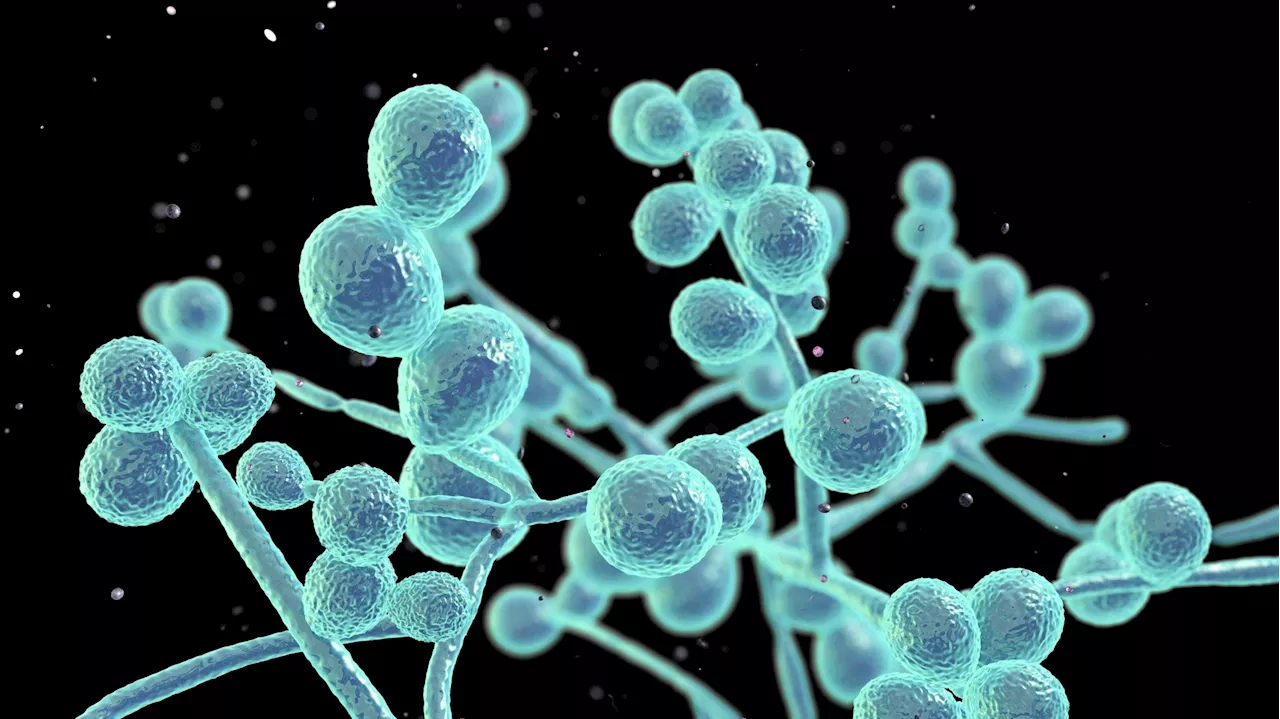 Researchers review current evidence on Candida auris, an emerging multidrug-resistant yeast